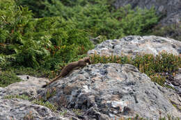 Image of Long-tailed Weasel