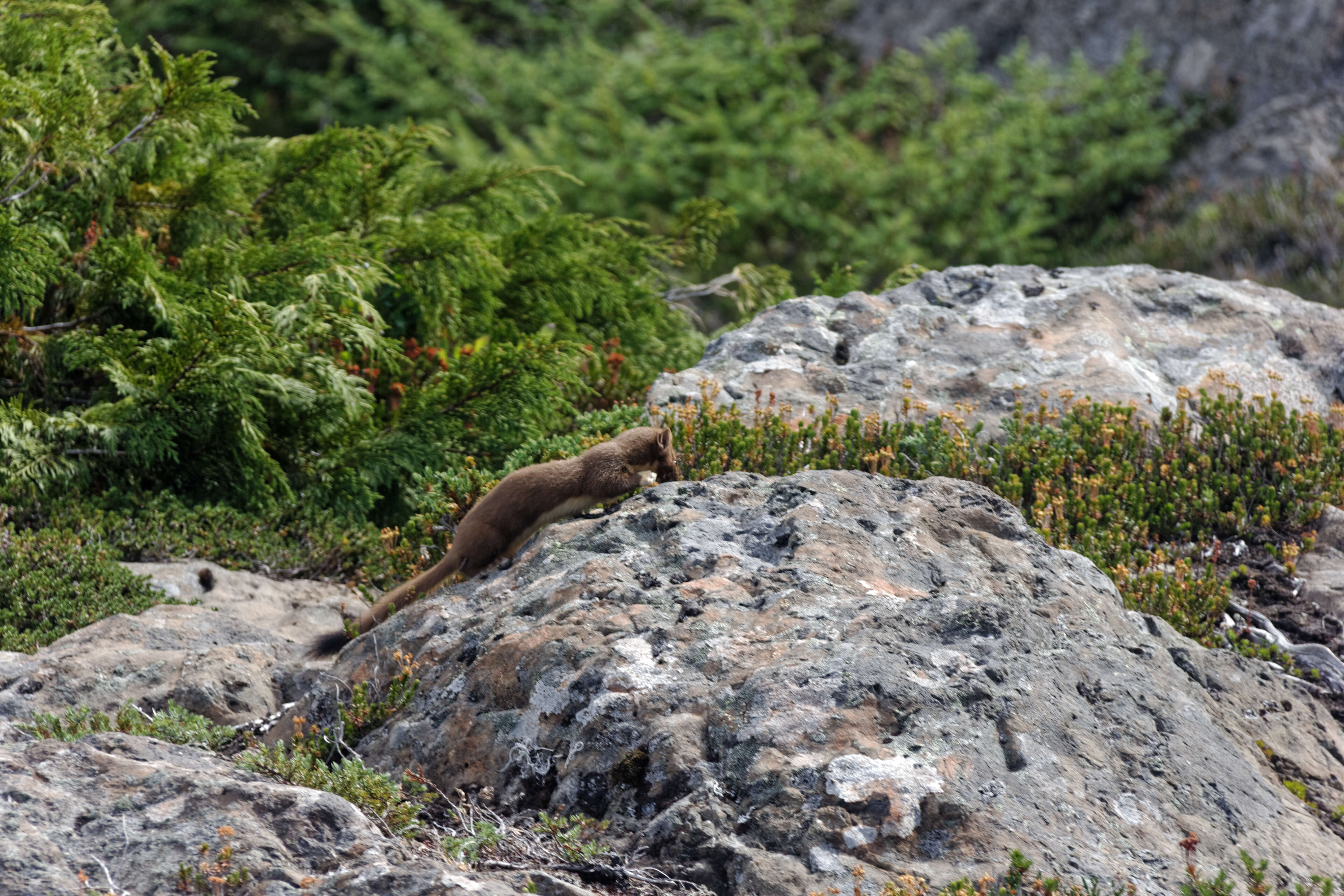 Image of Long-tailed Weasel