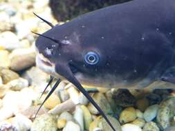 Image of Black Bullhead