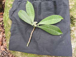 Image of wild coffee