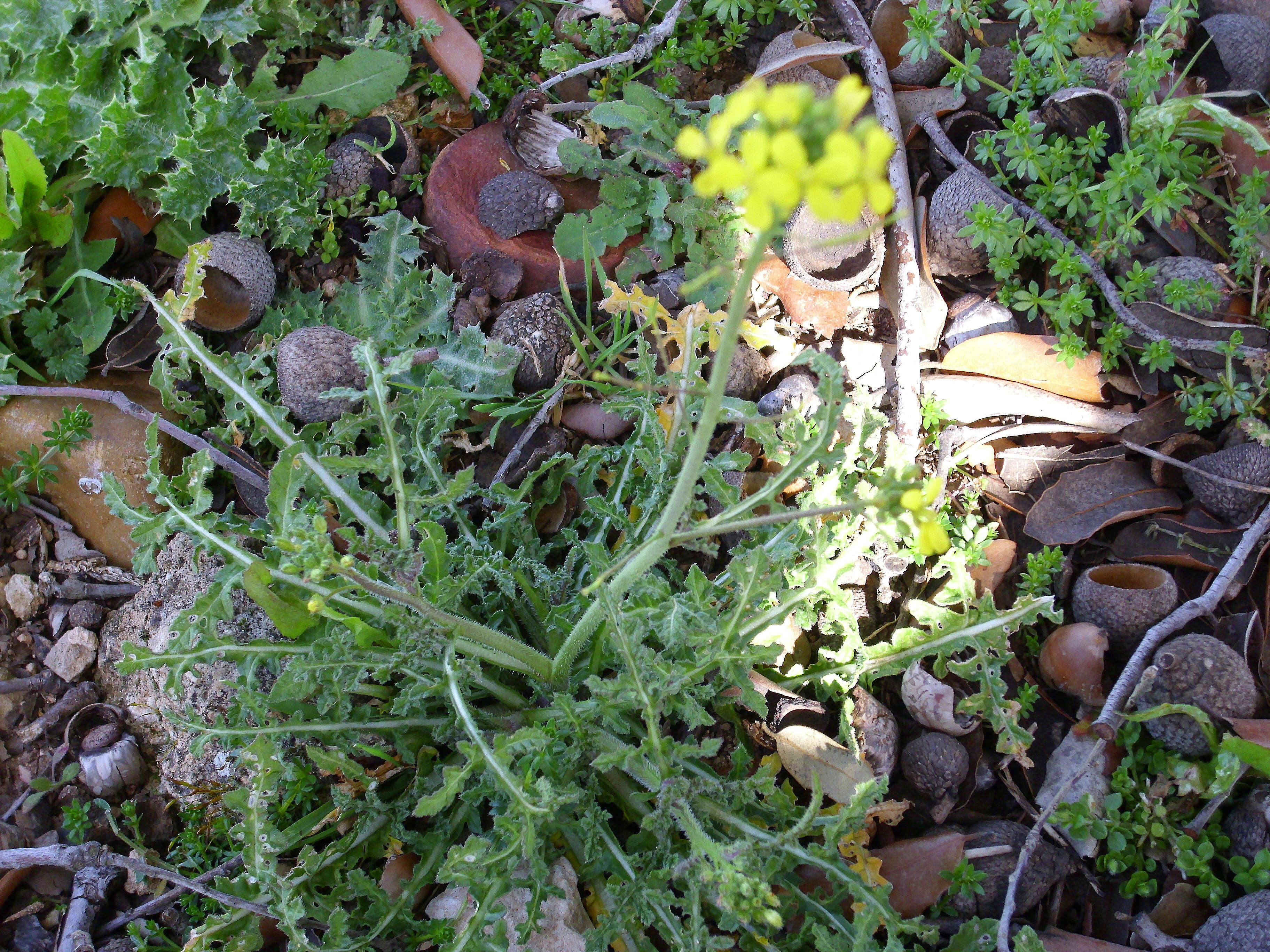 Image of Erucastrum nasturtiifolium (Poir.) O. E. Schulz