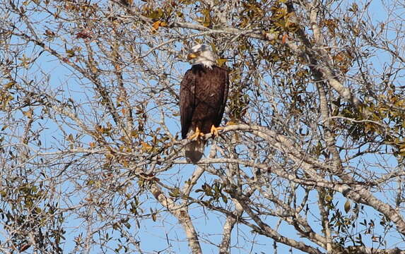 Image of Bald Eagle