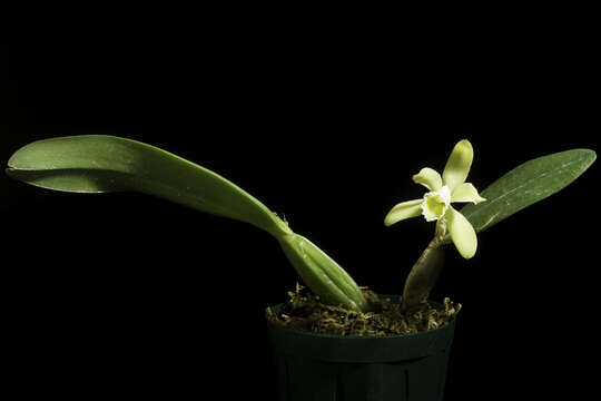 Image of Cattleya luteola Lindl.