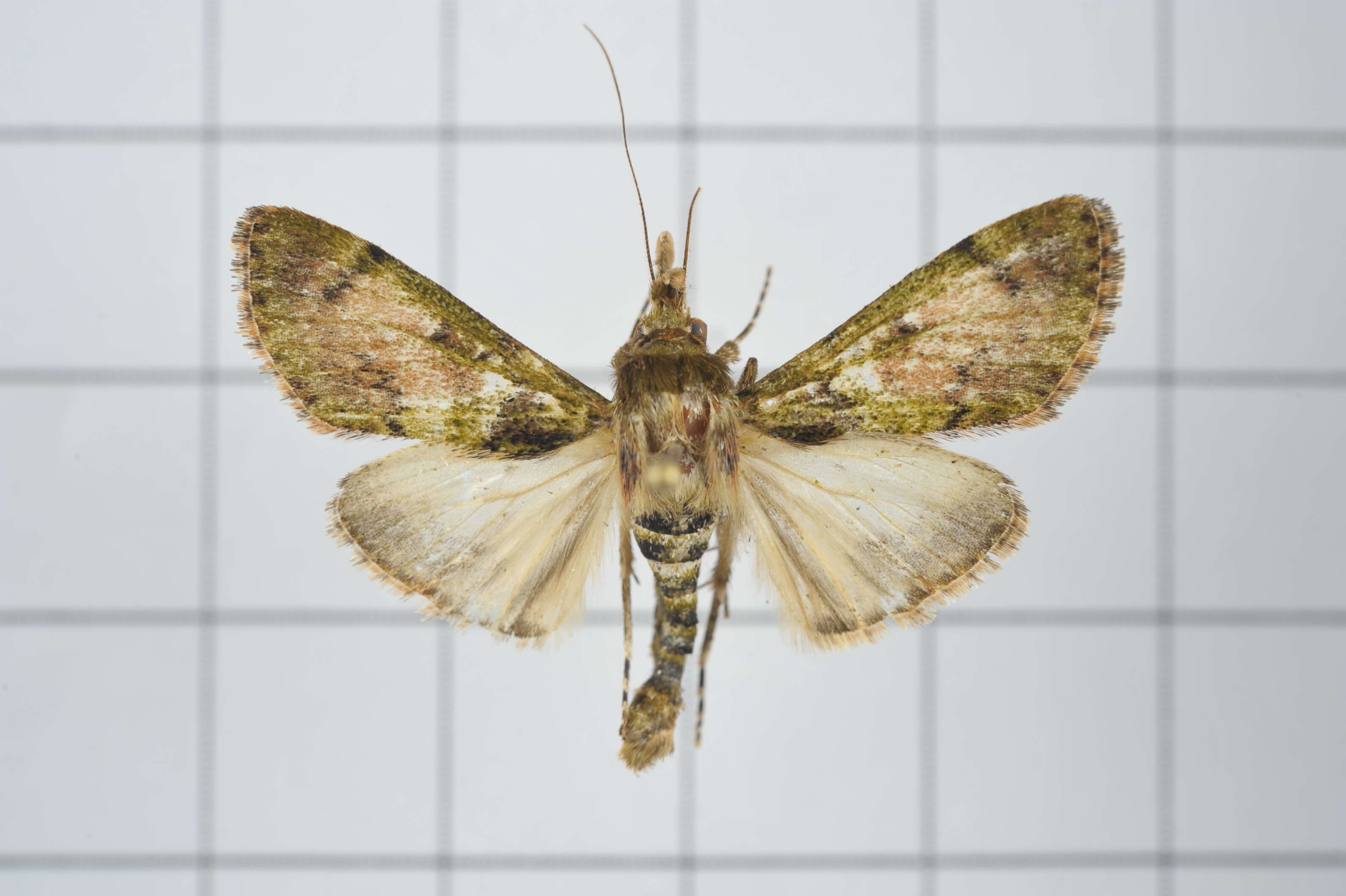 Image of Teliphasa nubilosa Moore