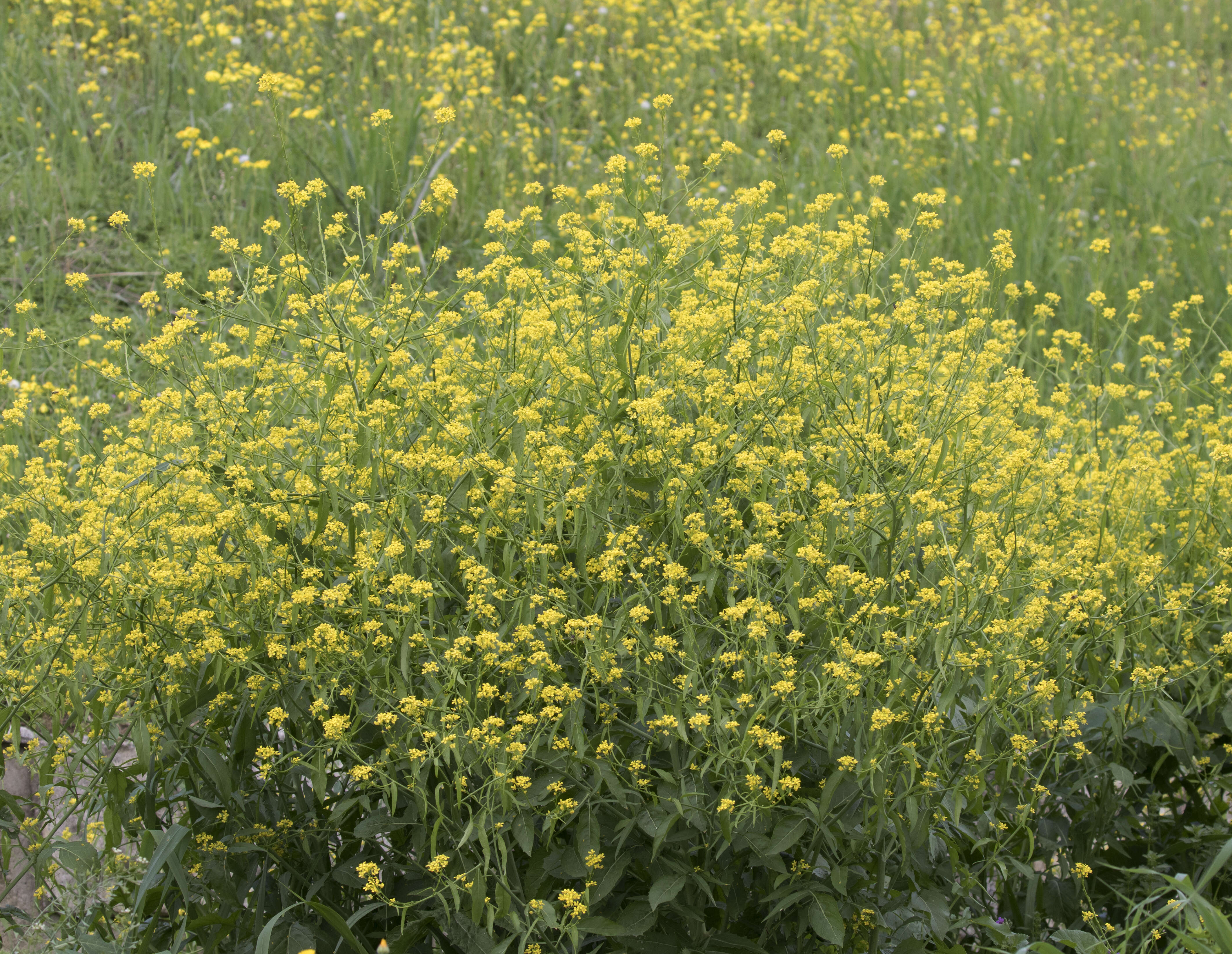 Image of charlock mustard