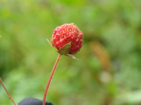 Image of strawberry