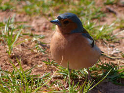 Image of Fringilla Linnaeus 1758