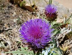 Image of cardoon