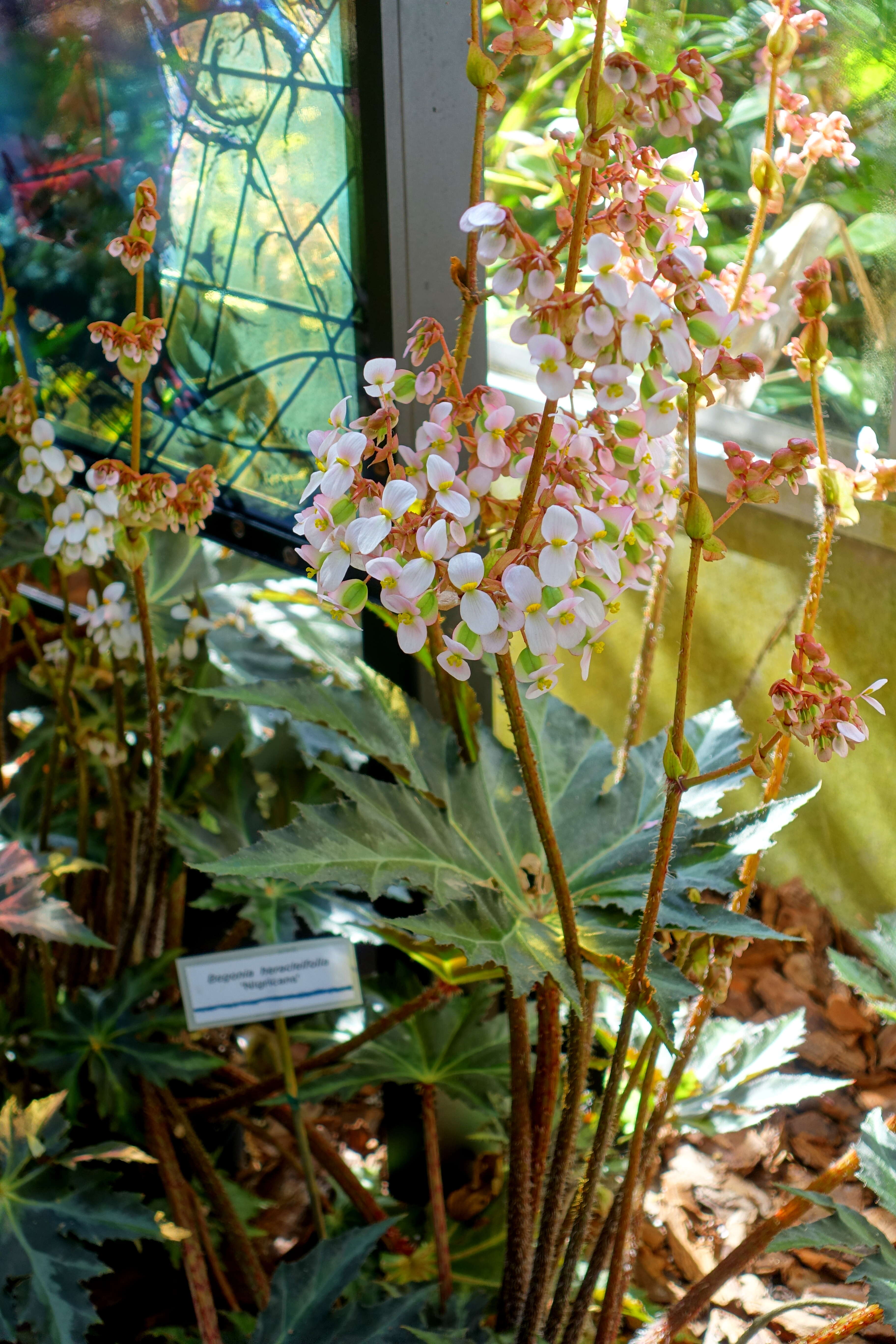 Слика од Begonia heracleifolia Schltdl. & Cham.