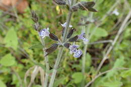 Image of Salvia spinosa subsp. spinosa