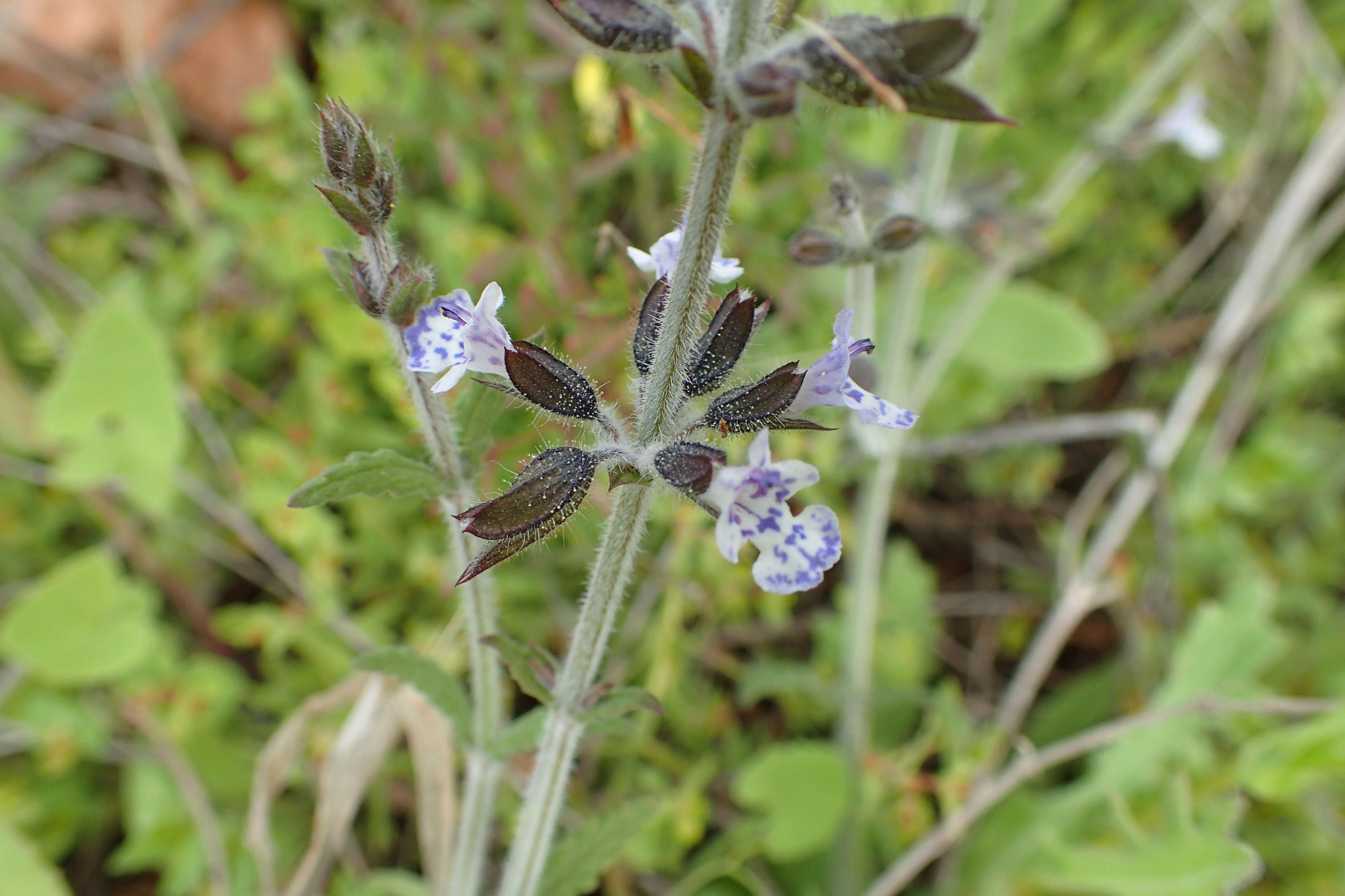 Image of Salvia spinosa subsp. spinosa