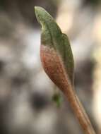 Image of Puccinia mariae-wilsoniae Clinton 1873