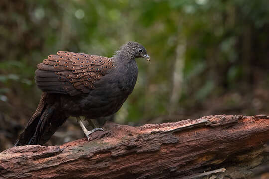 Image of Mountain Peacock-Pheasant