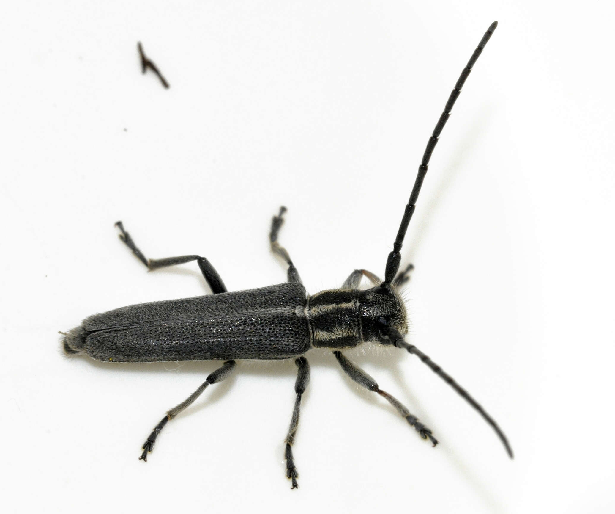 Слика од Phytoecia nigricornis (Fabricius 1782)