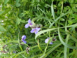 Слика од Tradescantia ohiensis Raf.