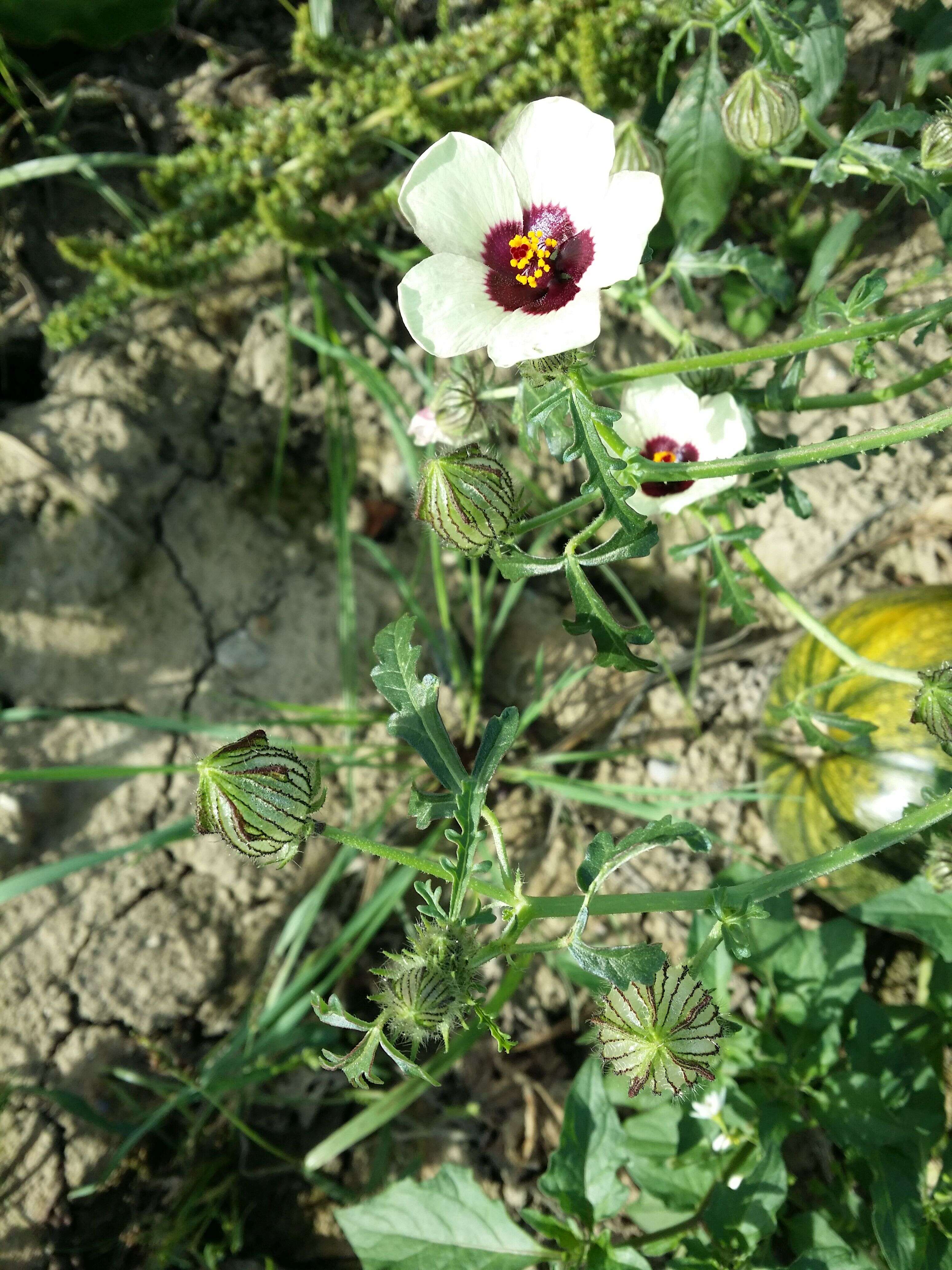 Image of flower of an hour