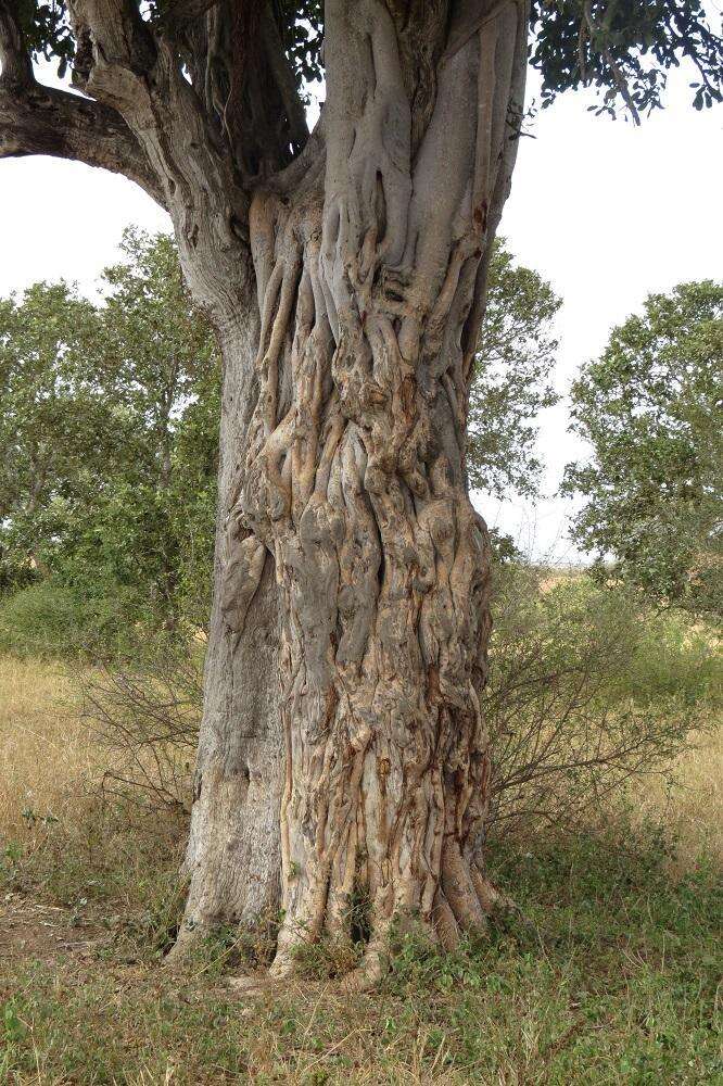 Image of Lowveld fig