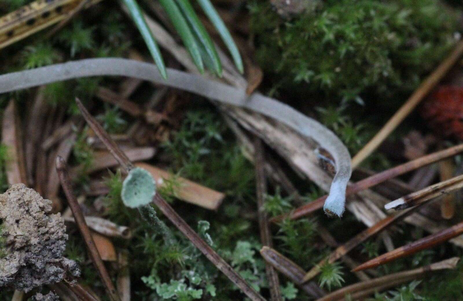 Imagem de Mycena amicta (Fr.) Quél. 1872