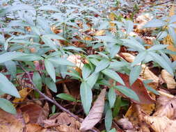 Image of Common Periwinkle