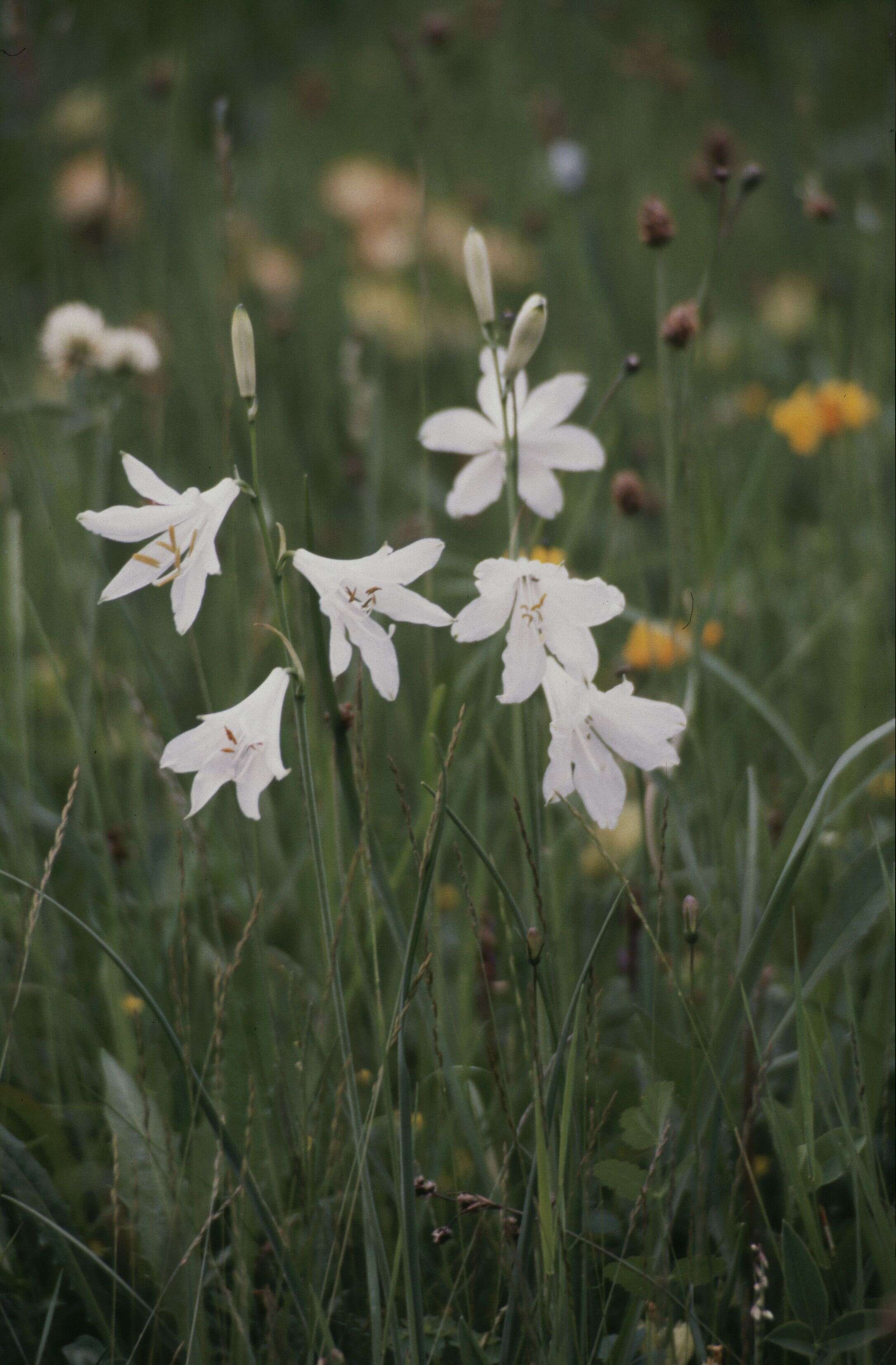 Image of St. Bruno's Lily