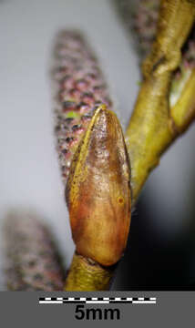 Imagem de Salix purpurea L.