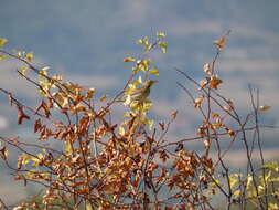 Image of Tree Pipit