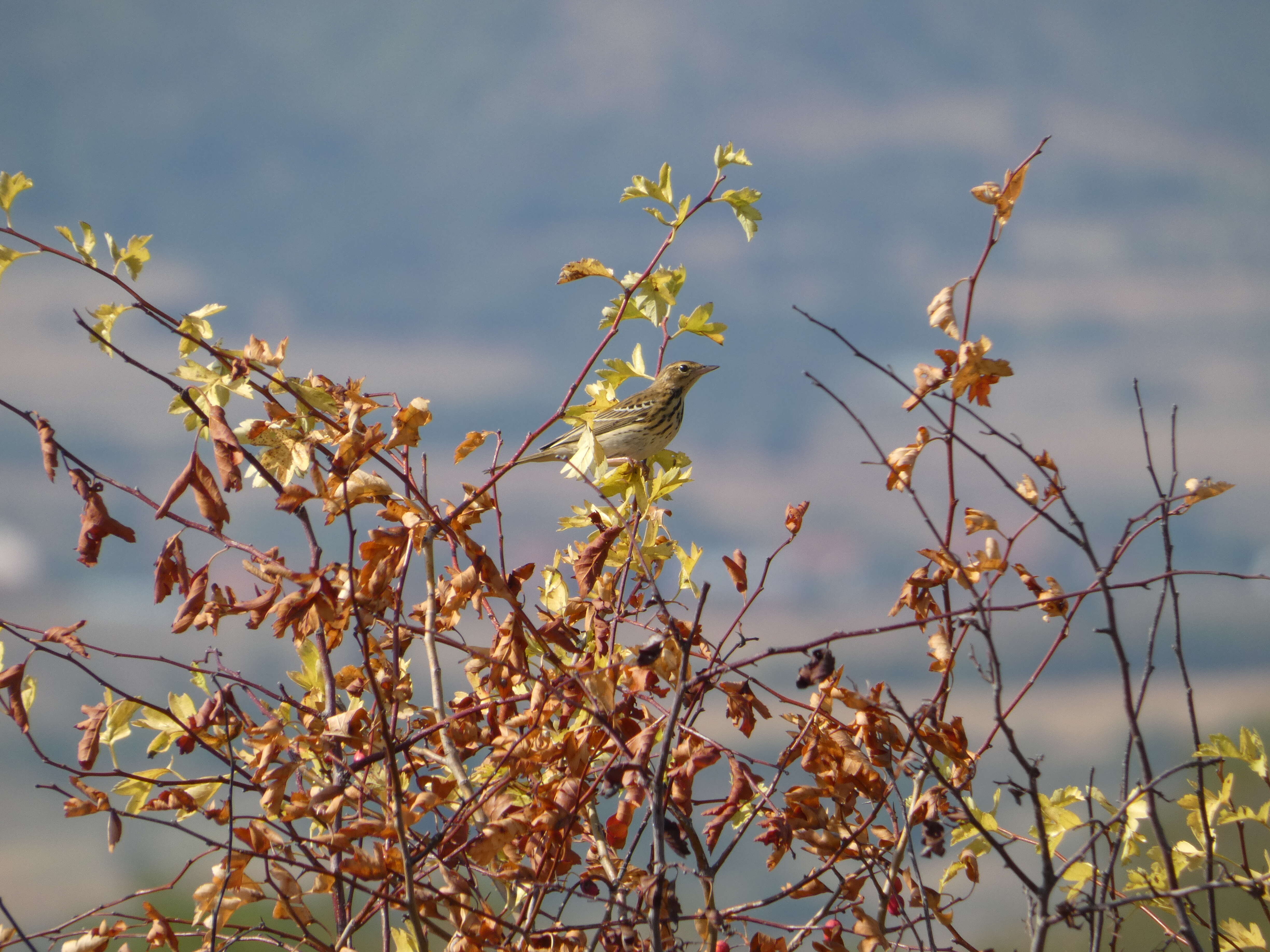 Image of Tree Pipit