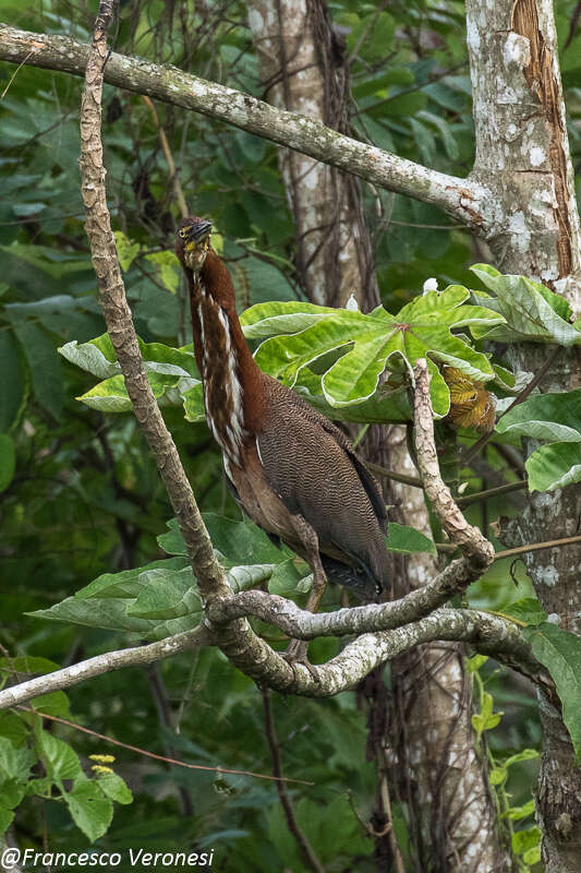 Image of Rufescent Tiger Heron