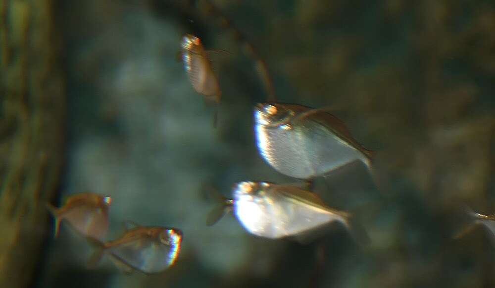 Image of Spotfin hatchetfish