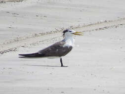 Image of Crested Tern