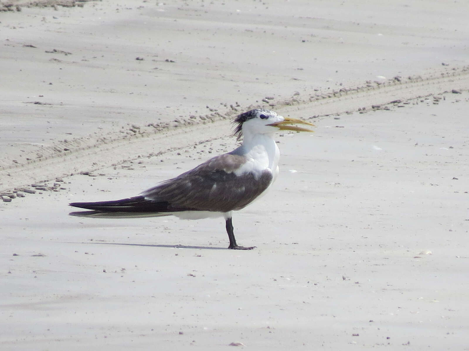 Image of Crested Tern