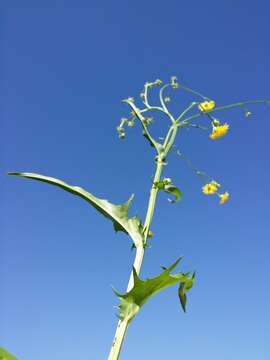 Image of rough hawksbeard