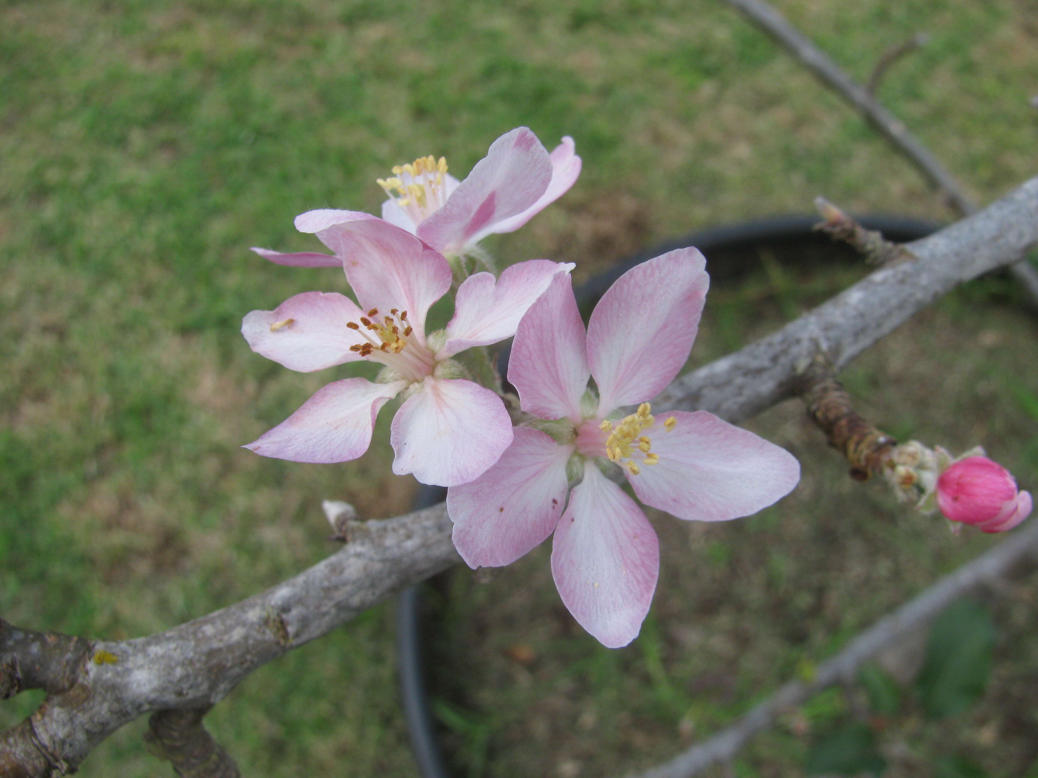 Image of paradise apple