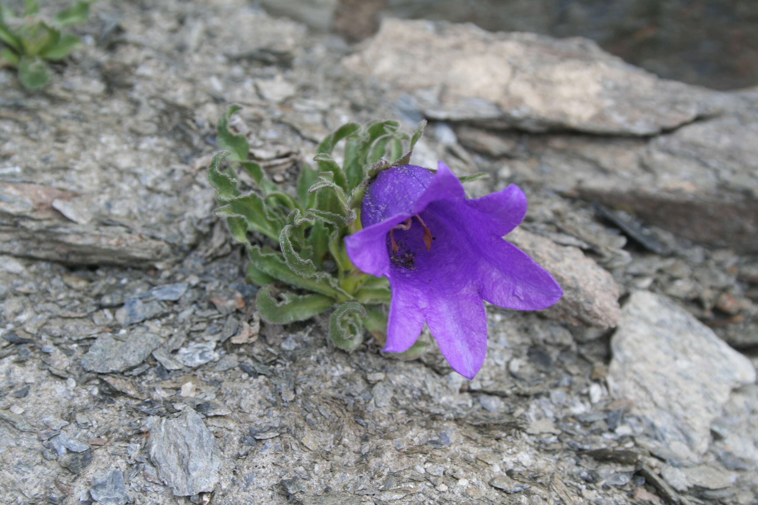 Image of Provence Bellflower