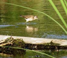 Image of Wood Sandpiper