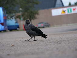 Image of Eurasian Jackdaw