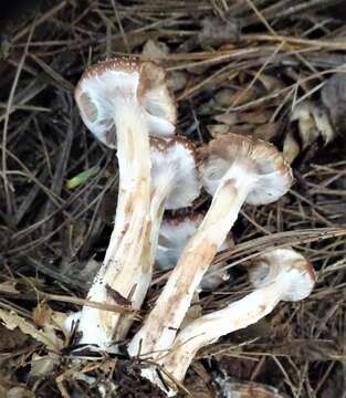 Image of Armillaria gallica Marxm. & Romagn. 1987