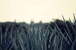 Image of tequila agave