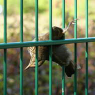 Image of Song Thrush