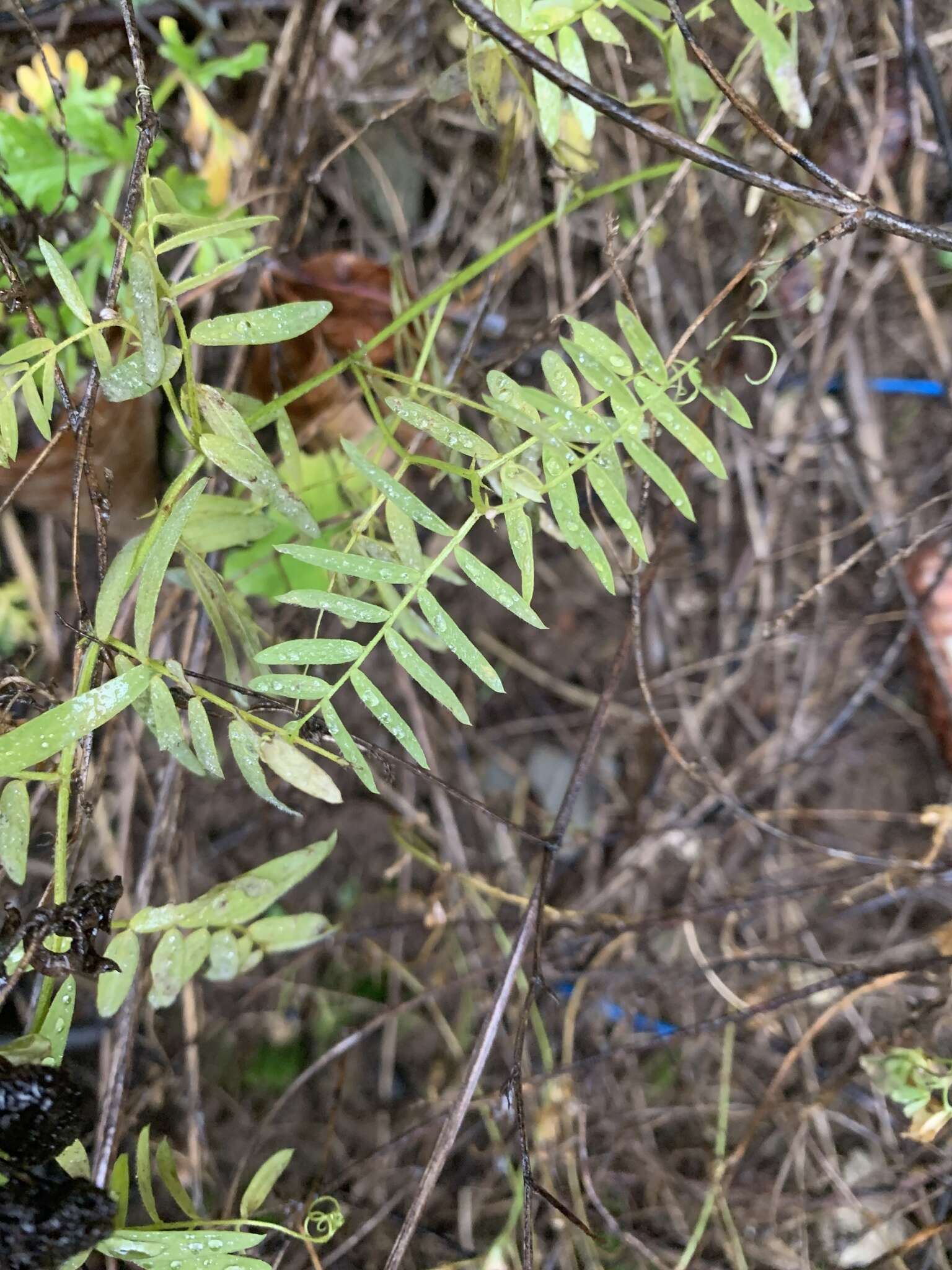 Image of bird vetch