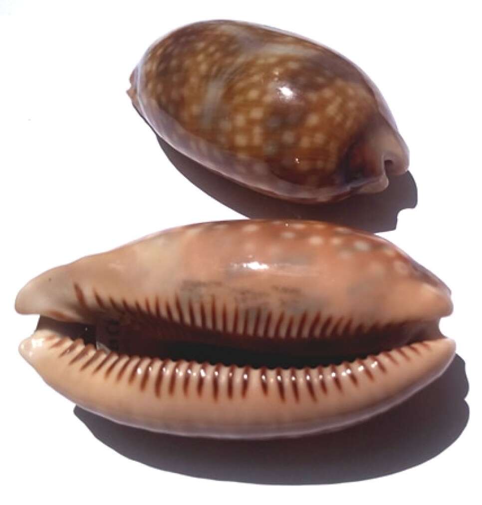 Image of measled cowrie