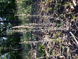 Image of heath cudweed