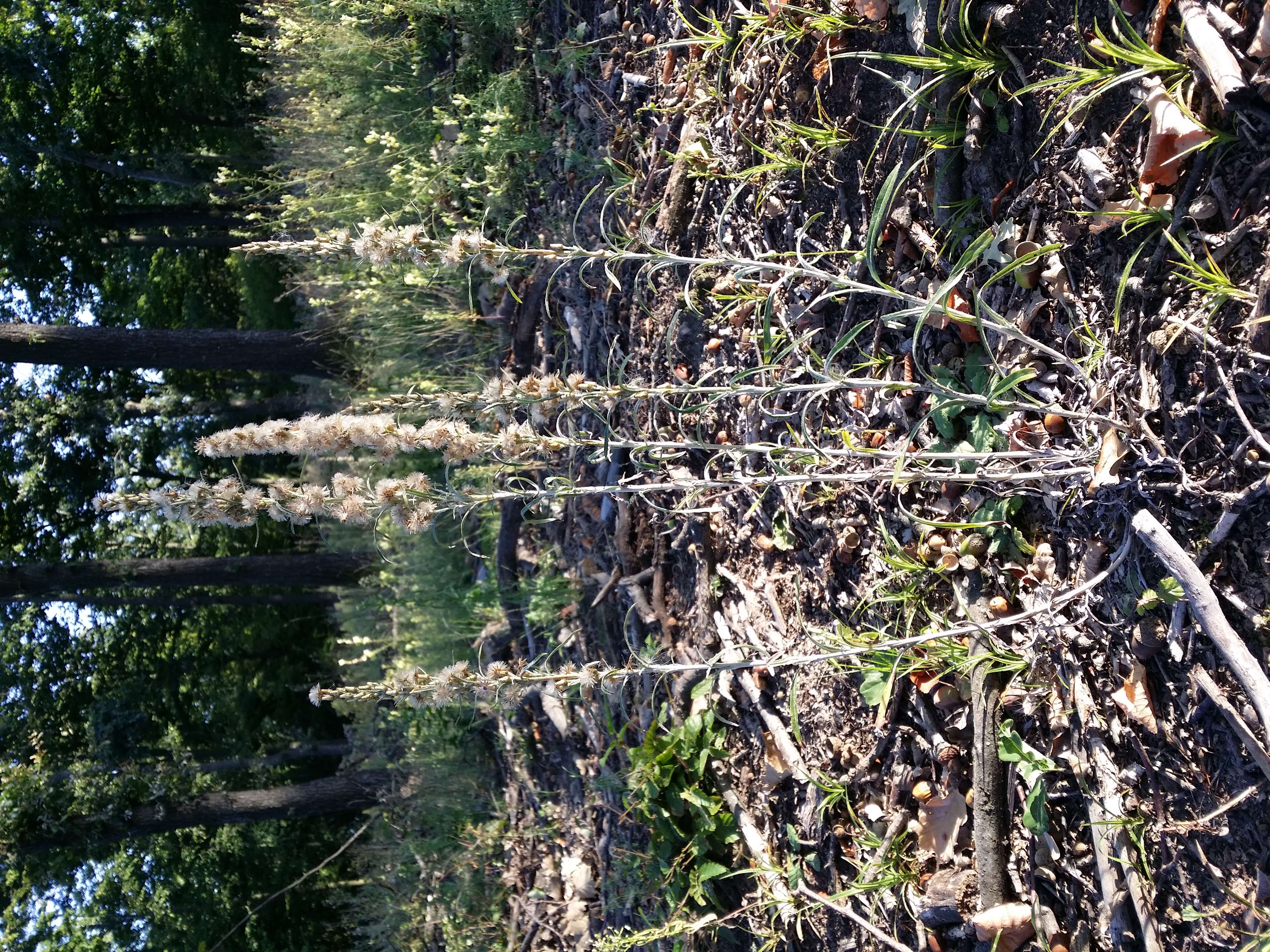 Image of heath cudweed