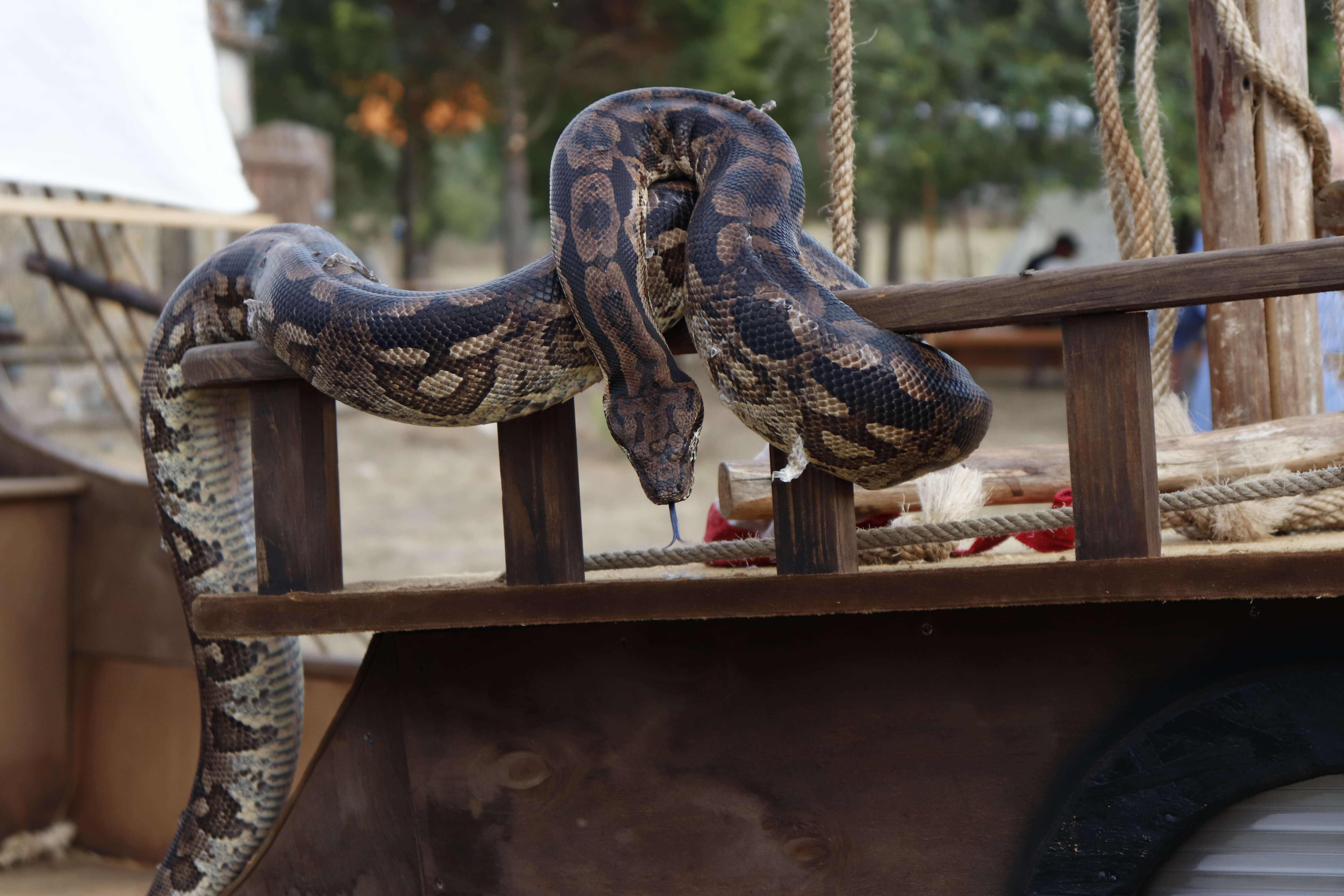 Image of Dumeril's Boa