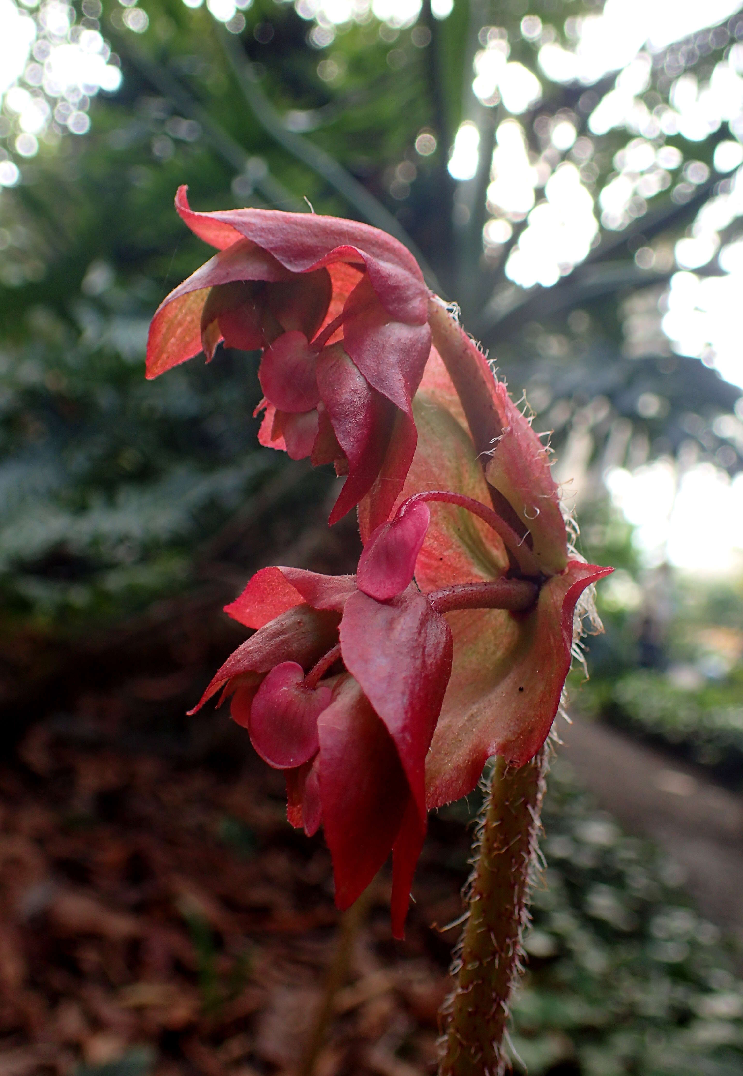 Image of starleaf begonia