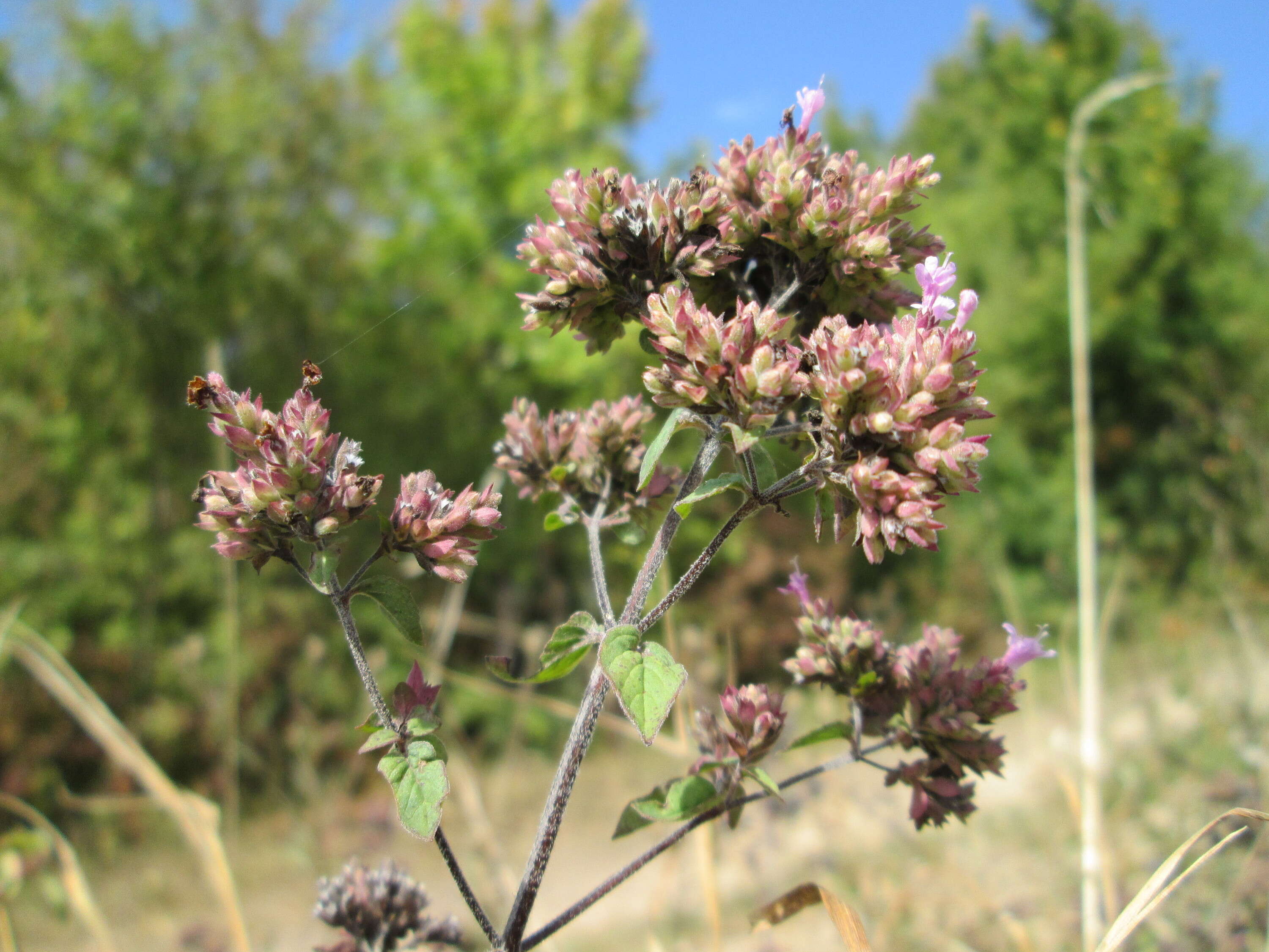 Image of oregano