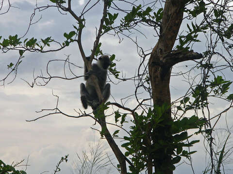 Image of Coromandel Sacred Langur