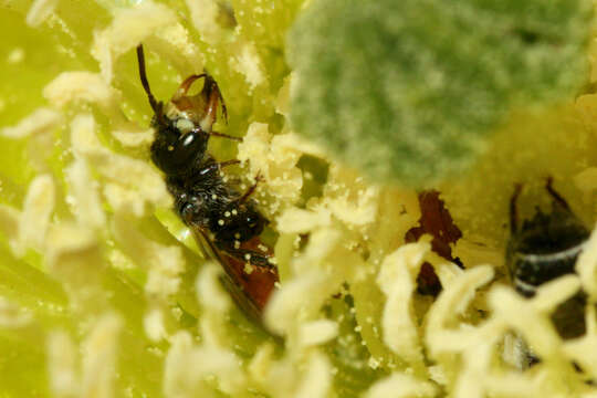 Image of Panhandle Prickly-pear