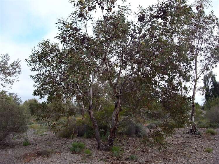 Image of Eucalyptus youngiana F. Müll.