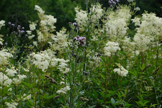 Image of Meadowsweet